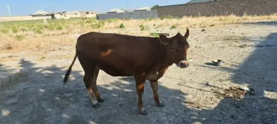 Dana — Heyvanlar, Quşlar, Balıqlar, Sumqayıt — şəkil 3
