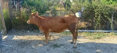 DANA — Heyvanlar, Quşlar, Balıqlar, Sumqayıt