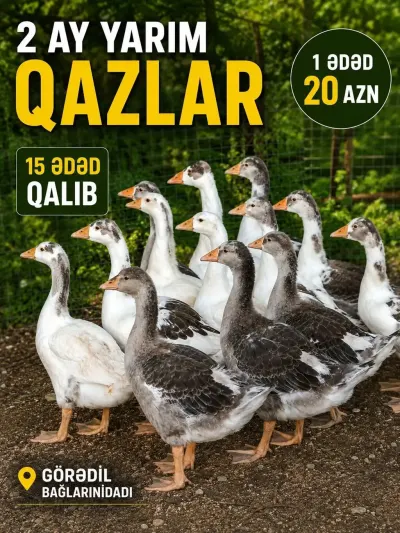 Qazlar — Heyvanlar, Quşlar, Balıqlar, Bakı — şəkil 2