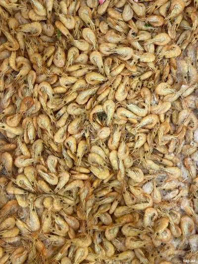 Krevetka — Heyvanlar, Quşlar, Balıqlar, Bakı