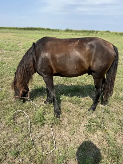 AT — Heyvanlar, Quşlar, Balıqlar, İmişli