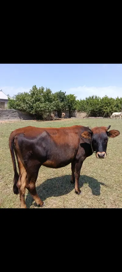DANA — Heyvanlar, Quşlar, Balıqlar, İmişli