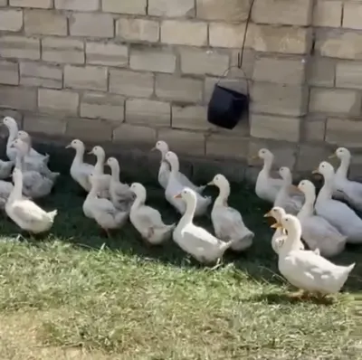 Pekin ördəyi — Heyvanlar, Quşlar, Balıqlar, Masallı