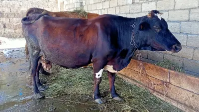 BALALI İNƏK — Heyvanlar, Quşlar, Balıqlar, Xaçmaz