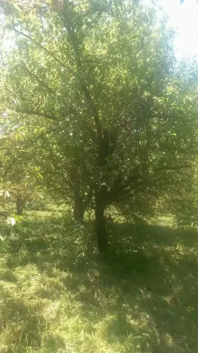 Meyvə bağı — Emal Olunmuş K/t Məhsulları, Quba — şəkil 2