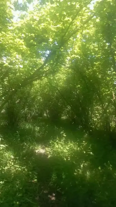 Meyvə bağı — Emal Olunmuş K/t Məhsulları, Quba — şəkil 5