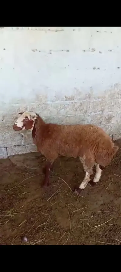 Toğlu — Heyvanlar, Quşlar, Balıqlar, Xırdalan