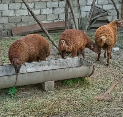 Quzu — Heyvanlar, Quşlar, Balıqlar, Oğuz