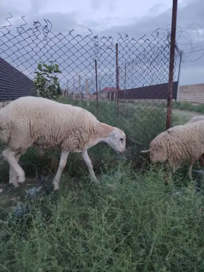 Toğlu — Heyvanlar, Quşlar, Balıqlar, Samux