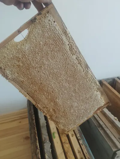 Arıçı elanı