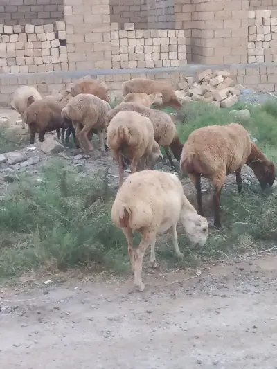 Qoyunlar — Heyvanlar, Quşlar, Balıqlar, Xırdalan