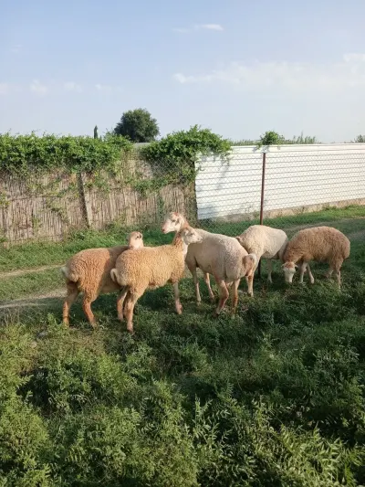 Qoyun — Heyvanlar, Quşlar, Balıqlar, Beyləqan — şəkil 3