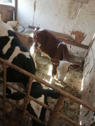 BUZOV — Heyvanlar, Quşlar, Balıqlar, Xırdalan