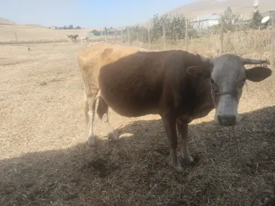 Balalı inək — Heyvanlar, Quşlar, Balıqlar, Cəlilabad