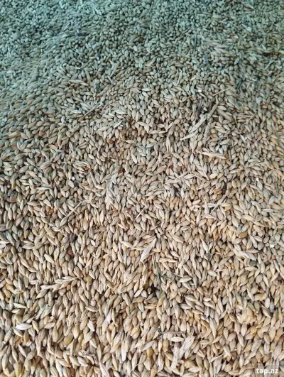 ARPA — Dənlilər, Otlar Yemlər,  Bitkilər, İsmayıllı