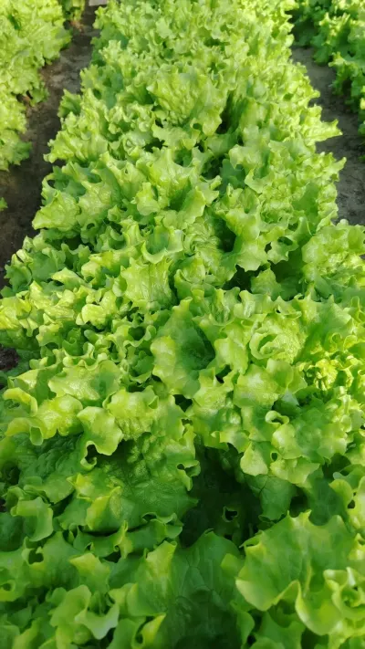 Lettuce — Vegetables and Greens, Baku — şəkil 2