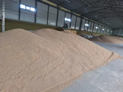 Buğda — Dənlilər, Otlar Yemlər,  Bitkilər, Zərdab — şəkil 2