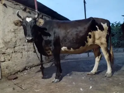 İNƏK — Heyvanlar, Quşlar, Balıqlar, Xaçmaz