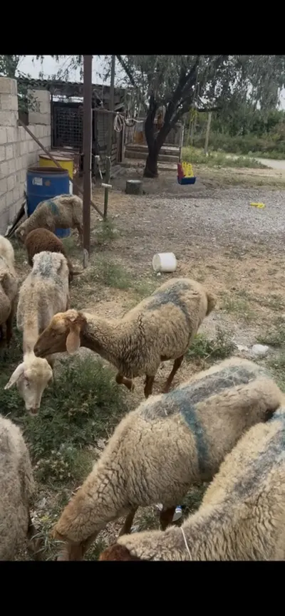 Qoyunlar — Heyvanlar, Quşlar, Balıqlar, Siyəzən