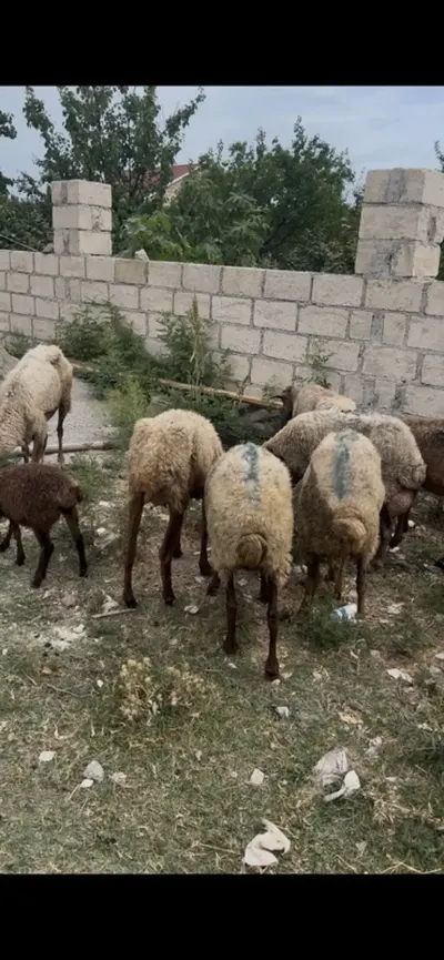 Qoyunlar — Heyvanlar, Quşlar, Balıqlar, Siyəzən — şəkil 2