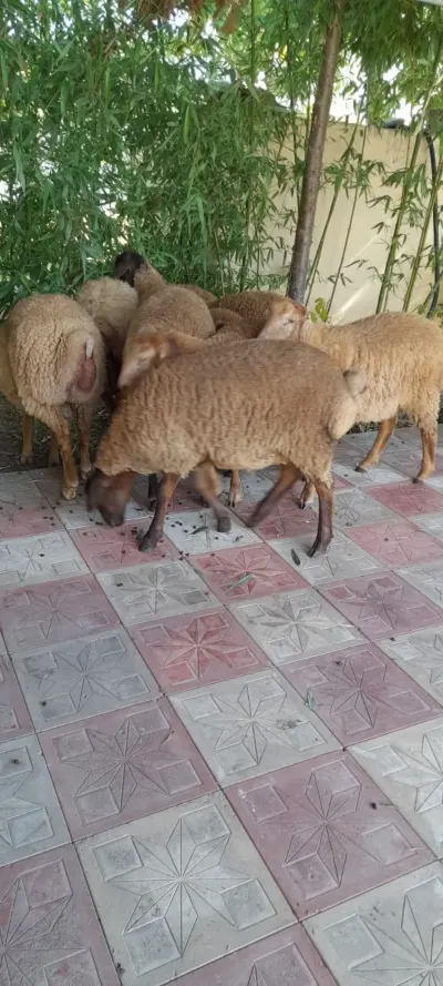 Quzular — Heyvanlar, Quşlar, Balıqlar, Masallı — şəkil 2