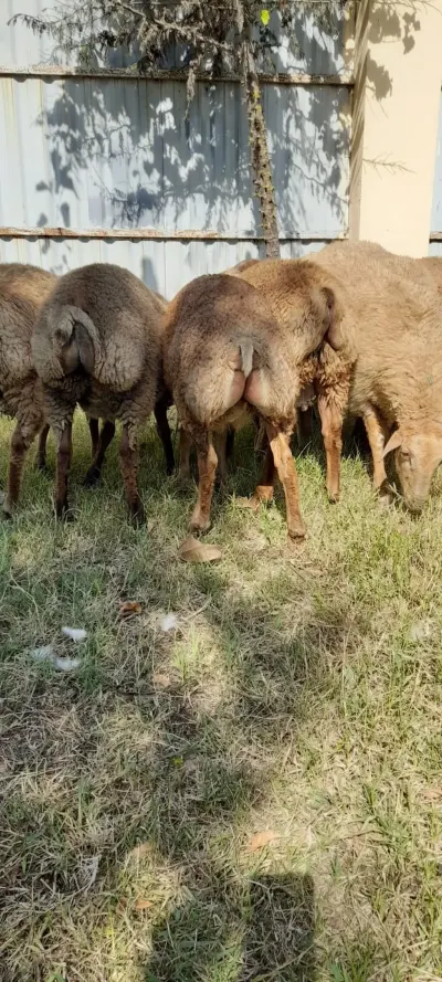 Quzular — Heyvanlar, Quşlar, Balıqlar, Masallı
