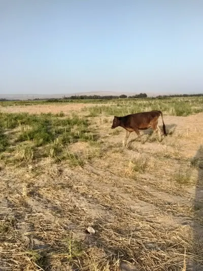 Dana — Heyvanlar, Quşlar, Balıqlar, Naxçıvan