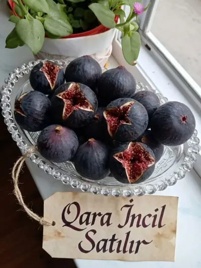 ƏNCİR — Meyvə və Giləmeyvə, İmişli