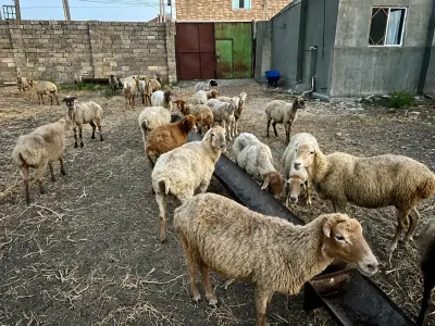 Qoyunlar — Heyvanlar, Quşlar, Balıqlar, Bakı