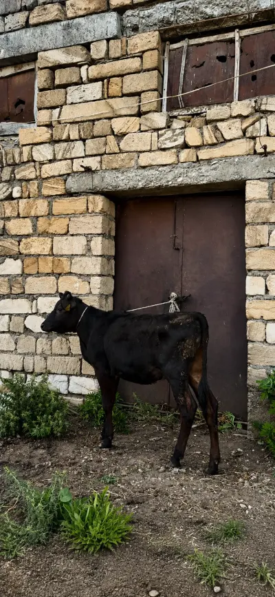 Dana — Heyvanlar, Quşlar, Balıqlar, Oğuz