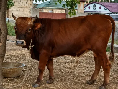 Dana — Heyvanlar, Quşlar, Balıqlar, Bakı