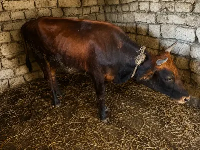 DANA — Heyvanlar, Quşlar, Balıqlar, Xaçmaz