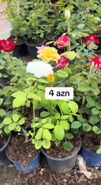 Flower bushes — Grains, Herbs, Feed, Plants, Baku — şəkil 2