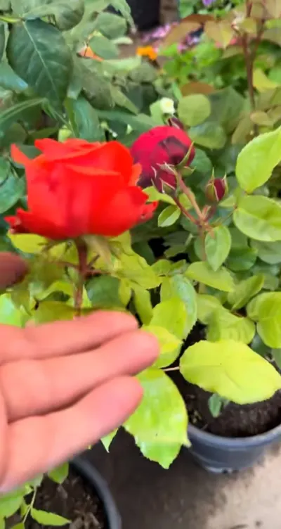 Flower bushes — Grains, Herbs, Feed, Plants, Baku — şəkil 3