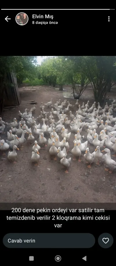 Pekin ördəyi — Heyvanlar, Quşlar, Balıqlar, Beyləqan