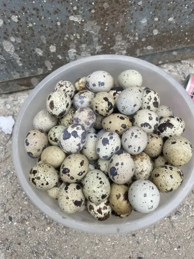 BiLDİRÇİN YUMURTASI — Heyvanlar, Quşlar, Balıqlar, Bakı