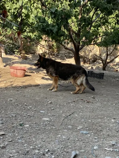 İt — Heyvanlar, Quşlar, Balıqlar, Gəncə — şəkil 2