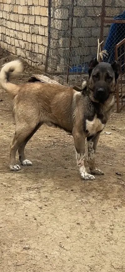 İt — Heyvanlar, Quşlar, Balıqlar, Bakı