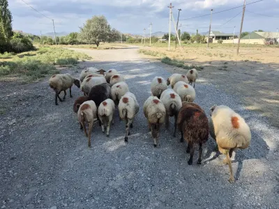 QOYUNLAR — Heyvanlar, Quşlar, Balıqlar, Ağsu