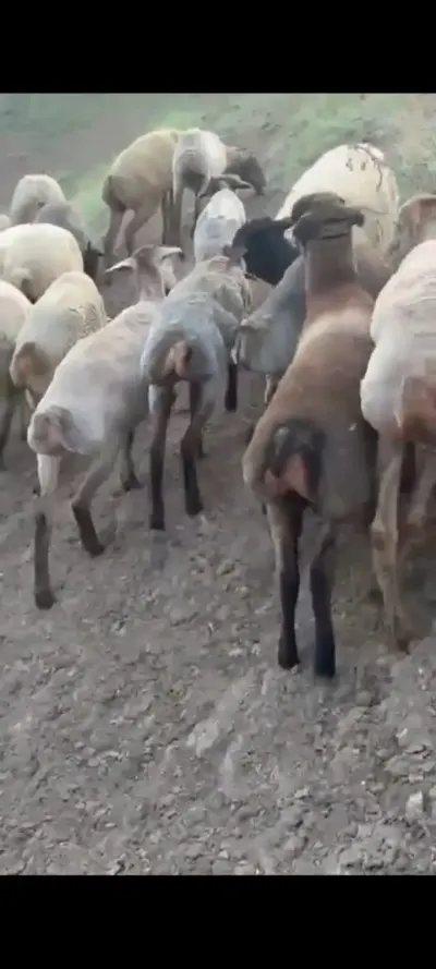 Qoyunlar — Heyvanlar, Quşlar, Balıqlar, Cəlilabad — şəkil 2