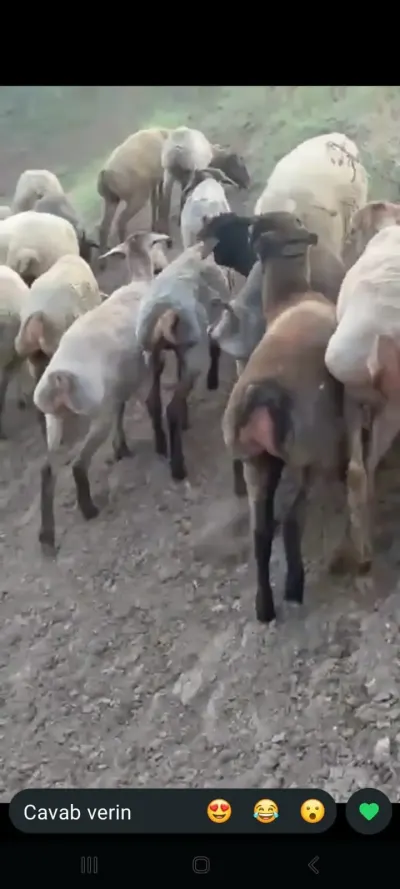 Qoyunlar — Heyvanlar, Quşlar, Balıqlar, Cəlilabad — şəkil 4