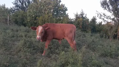 Balalı inək — Heyvanlar, Quşlar, Balıqlar, Kürdəmir — şəkil 3