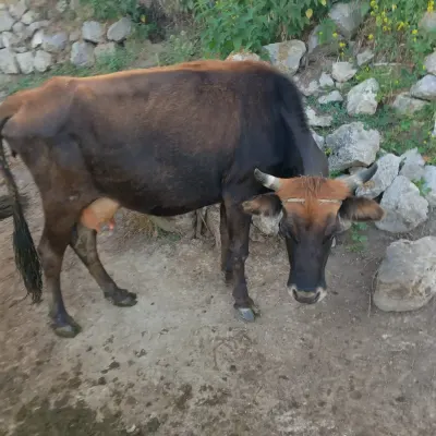 İnək — Heyvanlar, Quşlar, Balıqlar, Daşkəsən