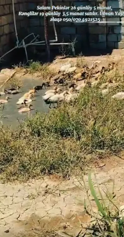 Ördək — Heyvanlar, Quşlar, Balıqlar, Xızı