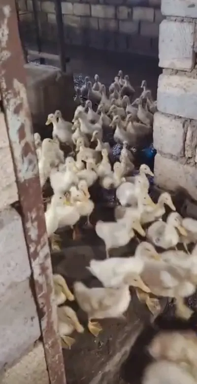 Ördək — Heyvanlar, Quşlar, Balıqlar, Xızı — şəkil 2