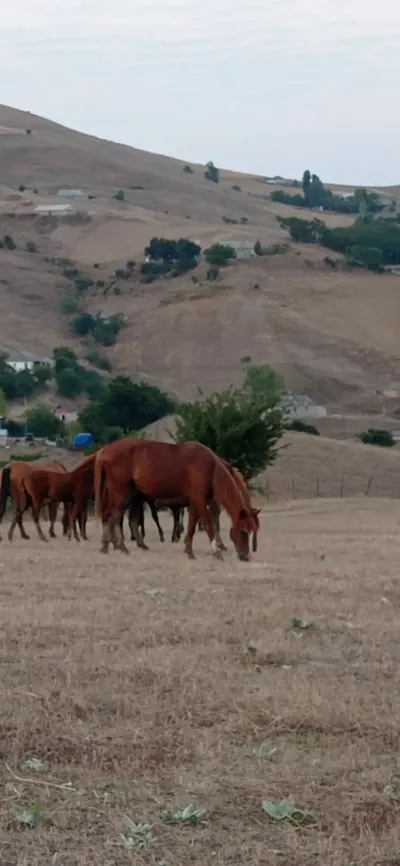AT — Heyvanlar, Quşlar, Balıqlar, Yardımlı