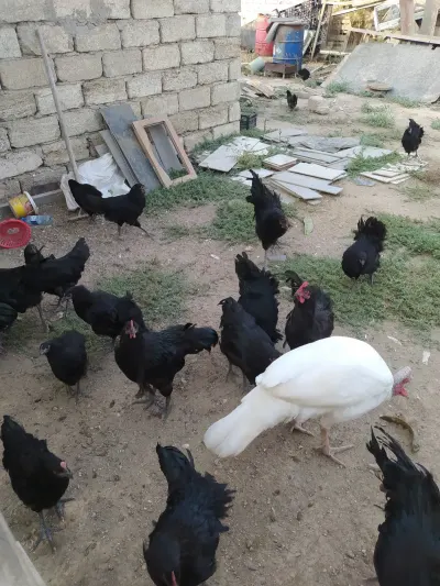 ÇOLPALAR — Heyvanlar, Quşlar, Balıqlar, Bakı