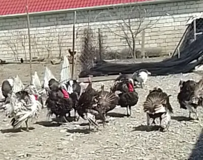 Hinduşkalar — Heyvanlar, Quşlar, Balıqlar, Şabran