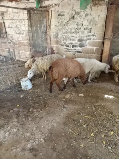 Qoyunlar — Heyvanlar, Quşlar, Balıqlar, Goranboy
