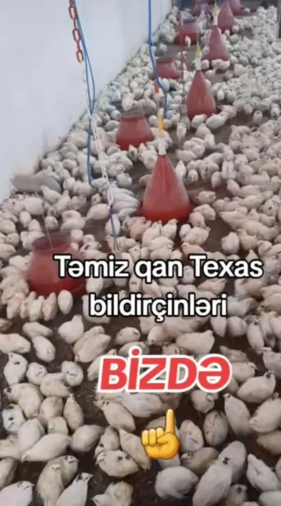 Bildirçin — Heyvanlar, Quşlar, Balıqlar, Bakı